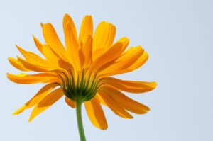 独身におすすめの生命保険はどれですか？