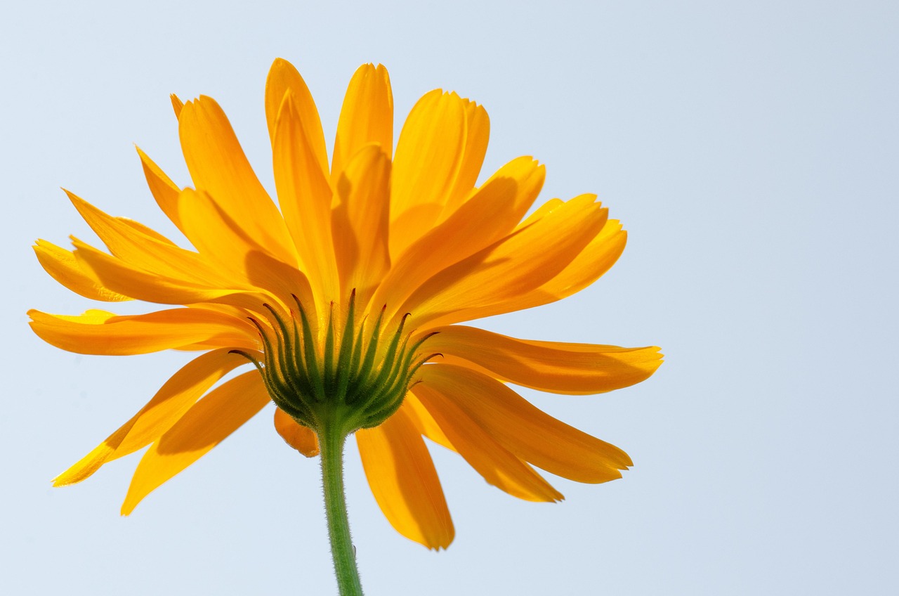 独身におすすめの生命保険はどれですか？